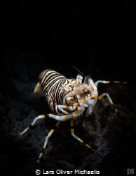 bumble bee shrimp by Lars Oliver Michaelis 